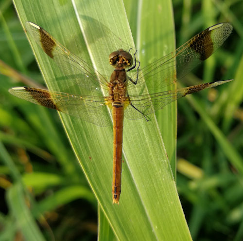 Sympetrum pedemontanum (f) ? S� !